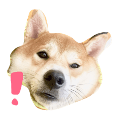 熊狗