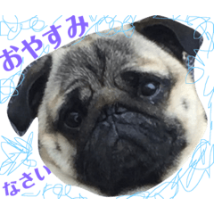 pug - chan 1