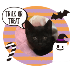 Sticker of Halloween cat