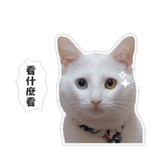 KITTY  凱蒂哥