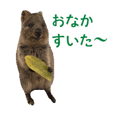 The Quokkas make your days happy!