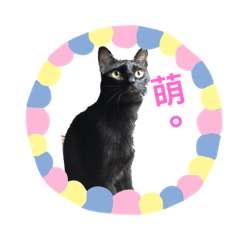 My cat FiFi and Mine