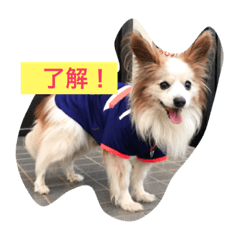 papillon.