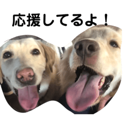 dog team 2