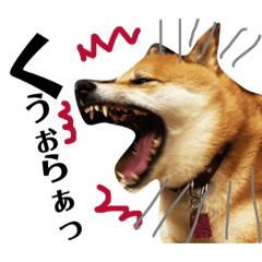 Shiaba dog Taro 3.