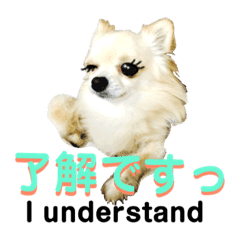 毎日使えるかわいい挨拶イベント文字チワワ Line スタンプ Line Store