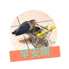 多多是牡丹鳥