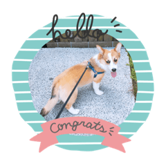 duo duo dog cute – LINE stickers | LINE STORE