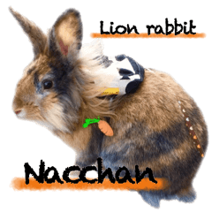 Nacchan of rabbit Photo Ver.