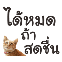 Futoru Cat (Big Words)