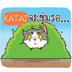 KATAI cheeky cat e