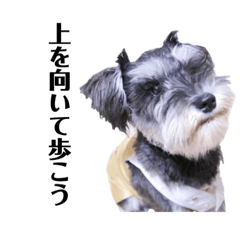 miniatureschnauzer1