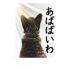 Awa Language cat Mei-chan advanced level