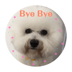 Bichon frise mamesuke part1