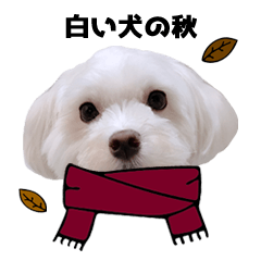 White dog autumn