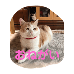 chiro_20181023204237