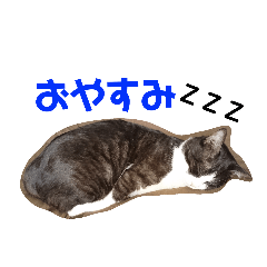 hisa_20181023210822
