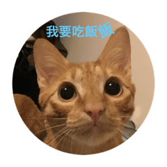 我是貓奴