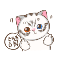 尚貓日常 - 寶寶系列