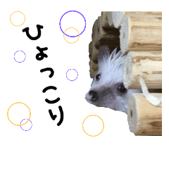 4 Hedgehog