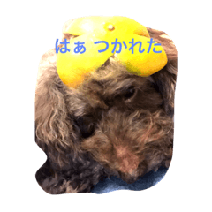 azuki kinako hajimari