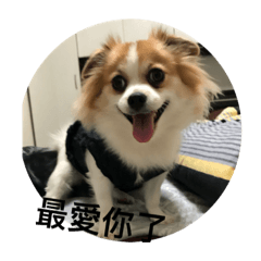 土肥圓的日常