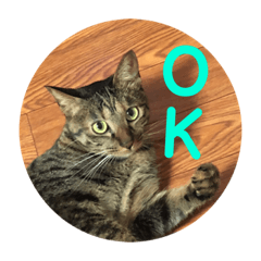 MIKO the brown tabby-I
