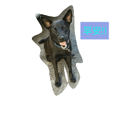 Dog DailyYuanzai