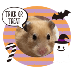 kinako_20181023221723