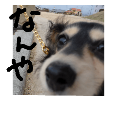 見てくれ！可愛いすぎる犬スタンプ(関西弁)