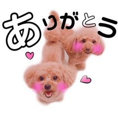 toy-puu-chan