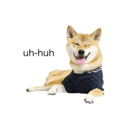 shibacats