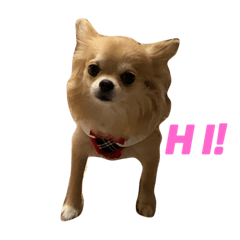 RINGO_20181025182246