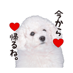 こぶた(キュート)