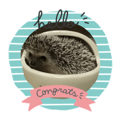 hedgehog_20181025174331