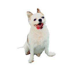 我是Logo，吉娃娃寶寶