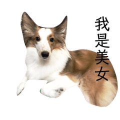 喜樂帝牧羊犬之日常