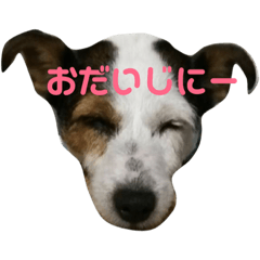 Cherry_min Isuzu