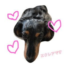 TAMURAKE FAMILY DOG