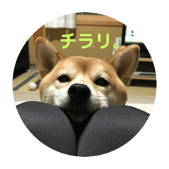 SHIBA:Haru