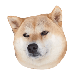 Shibainu tonarino umesan 2