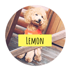 lemon檸檬