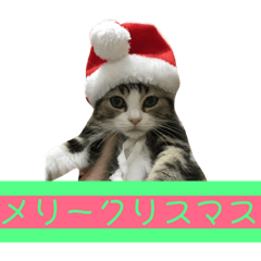 ponpon.niikki