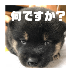 Hachiko_20181026221050