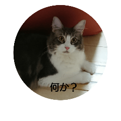 midori_20181027010118