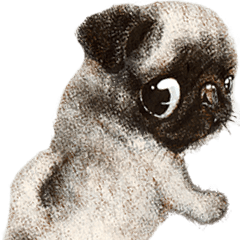 BOKUPUG meets Fawn Pug