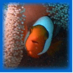 Anemone fish with marine life part 2