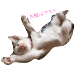 my cat  tweet
