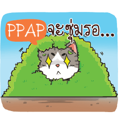 PPAP cheeky cat e