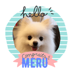 Pomeranian_MERU_No.001
